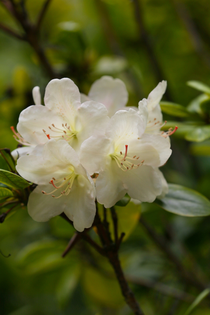 White Rhododendron