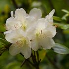 White Rhododendron