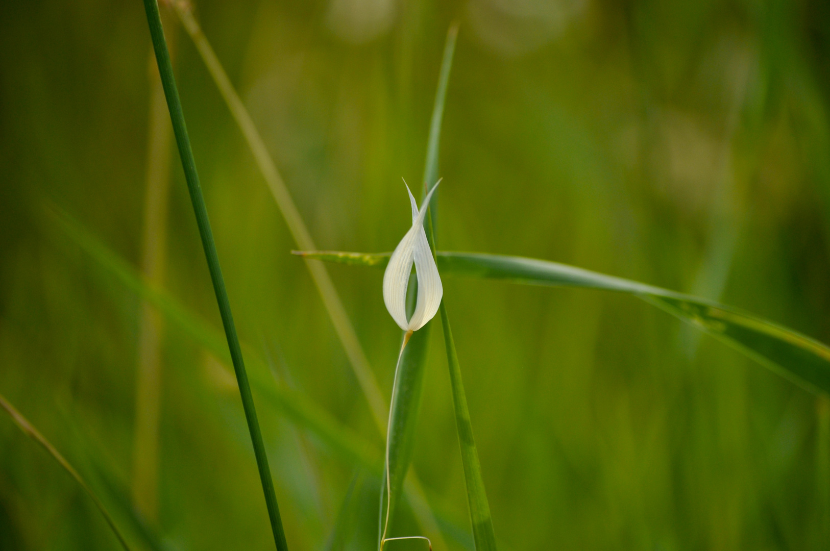 white ribbon