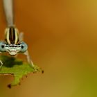 ~ White Rider ~ (Platycnemis latipes)