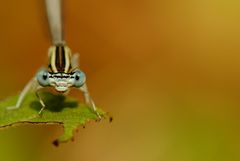 ~ White Rider ~ (Platycnemis latipes)