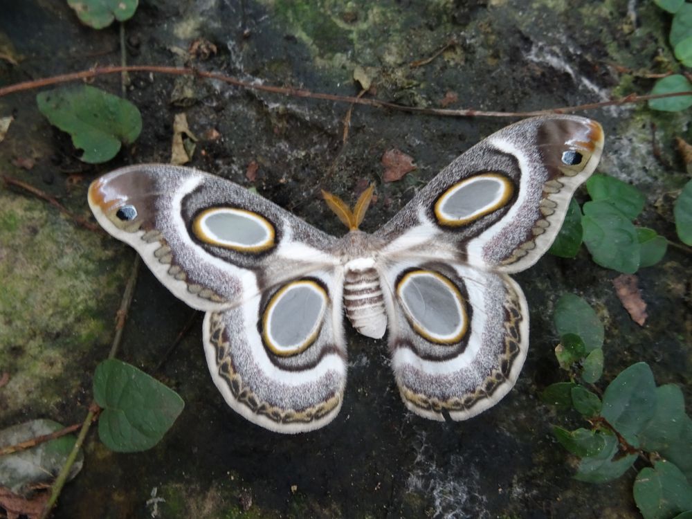 White-ringed Atlas