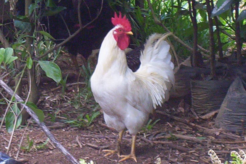 white rooster