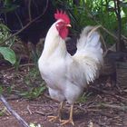 white rooster