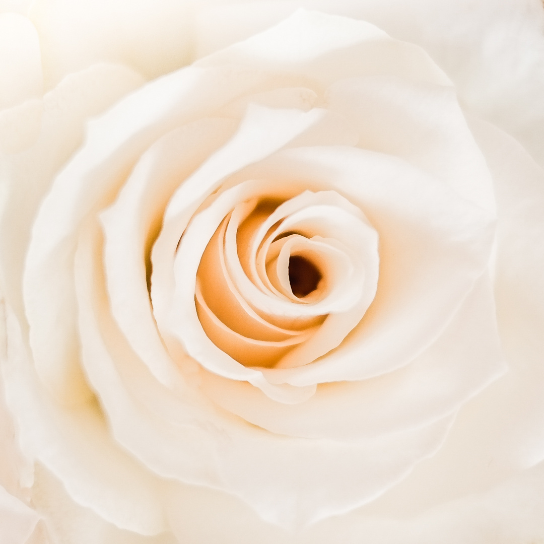 white rose