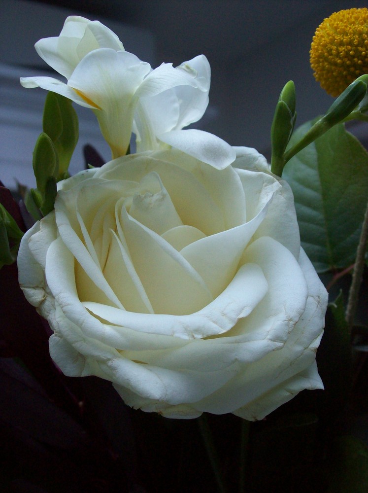 White Rose