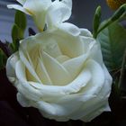 White Rose