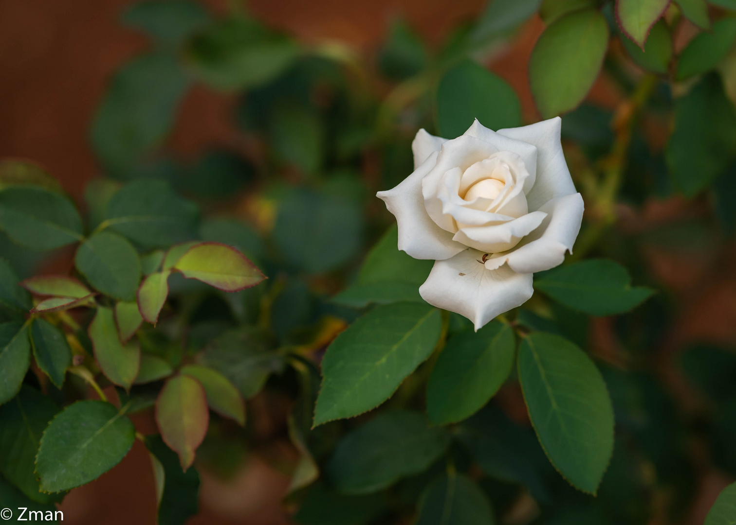 White Rose