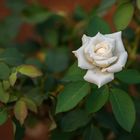 White Rose