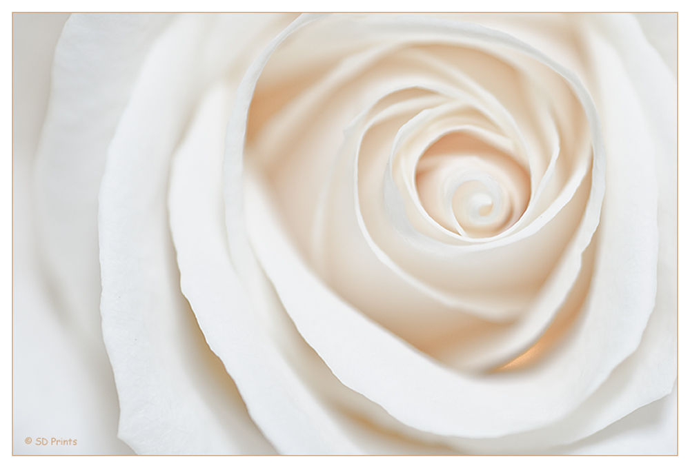 white rose