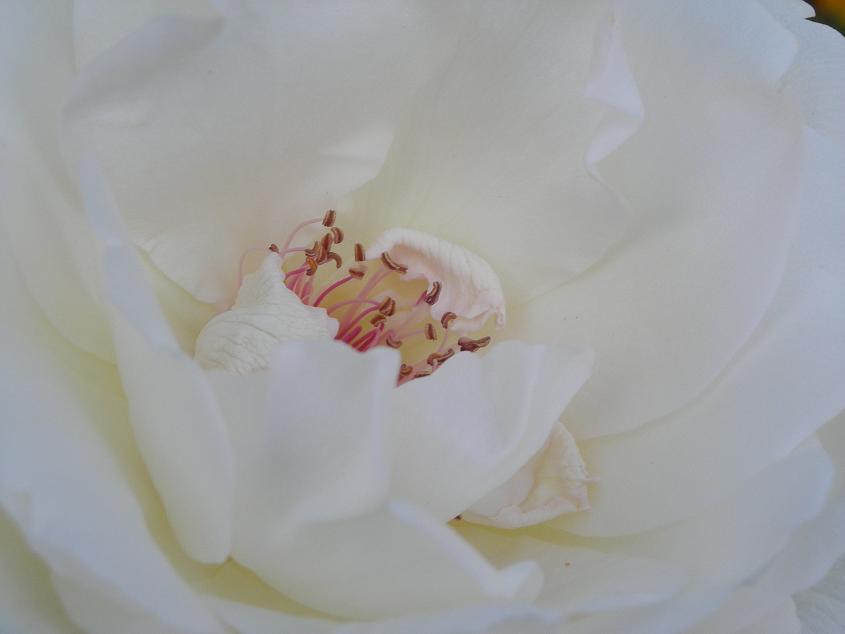 White Rose