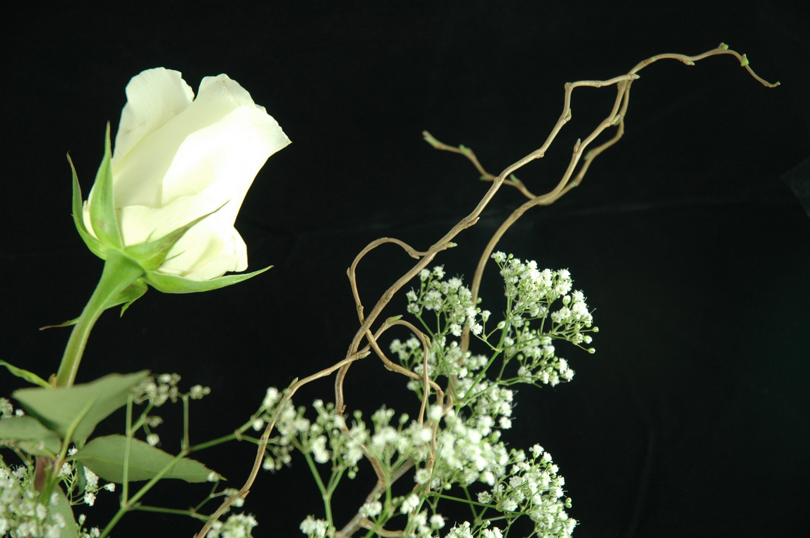 white rose