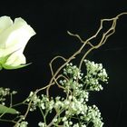 white rose