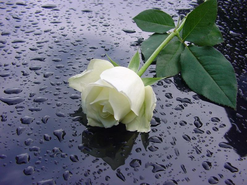 White Rose