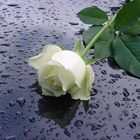 White Rose