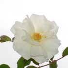 White Rose