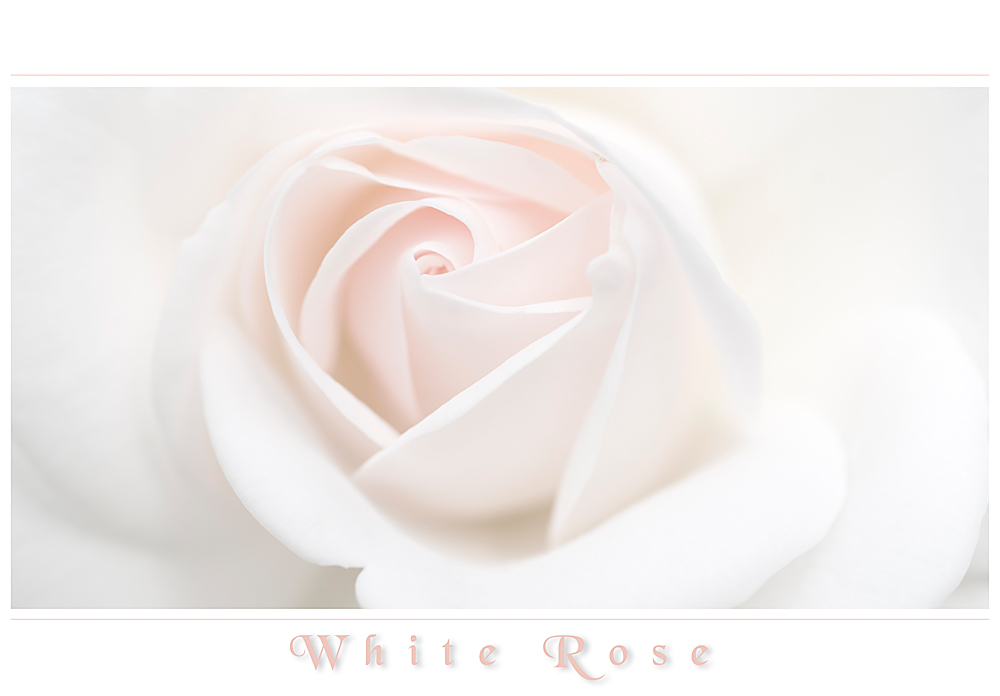 White Rose