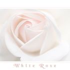 White Rose