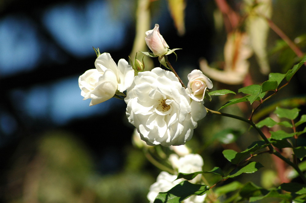 White Rose 2