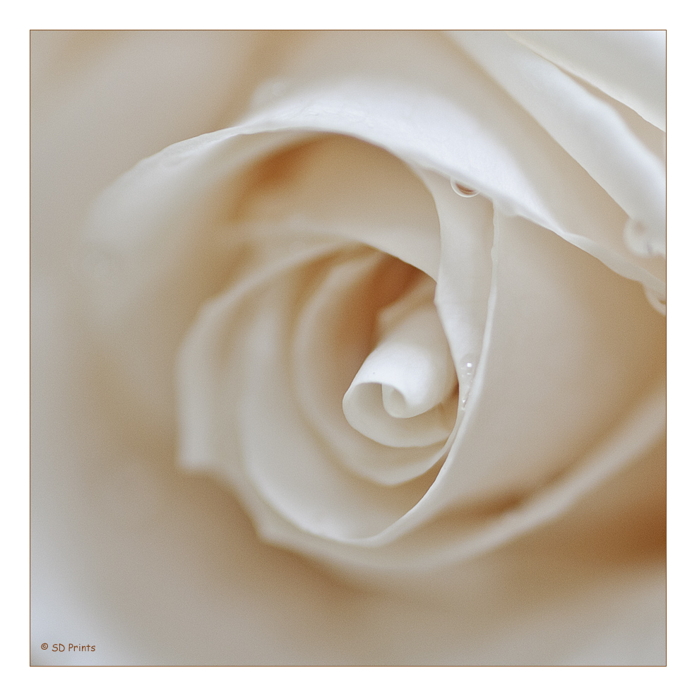 white rose 2