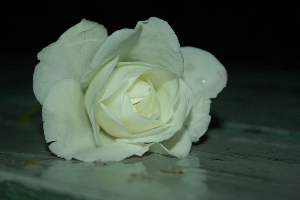 White Rose