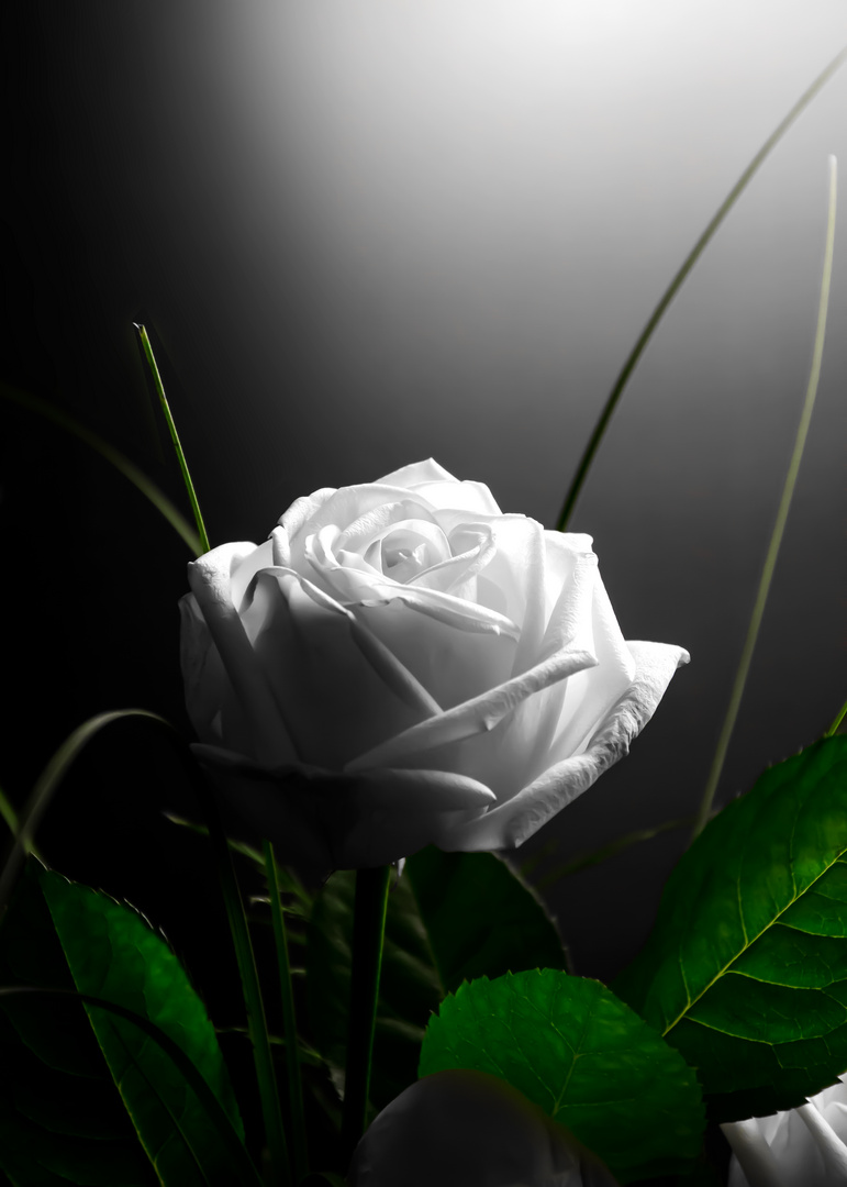 white rose...