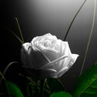 white rose...