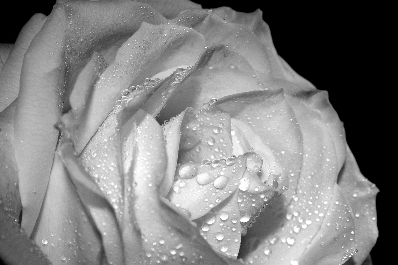 White Rose