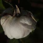 White Rose