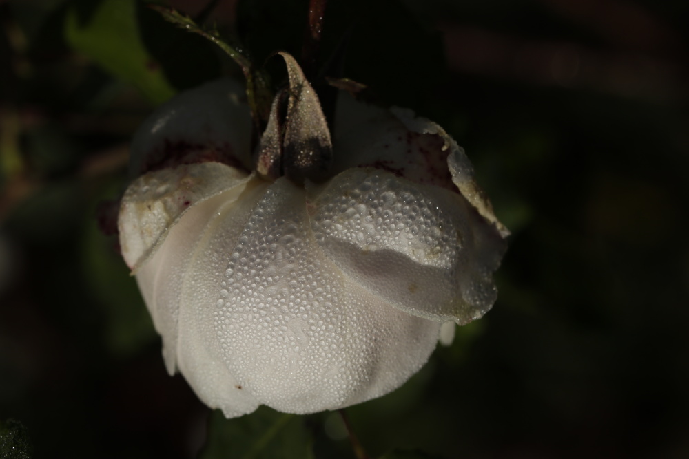 White Rose