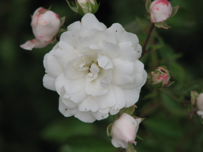 White Rose