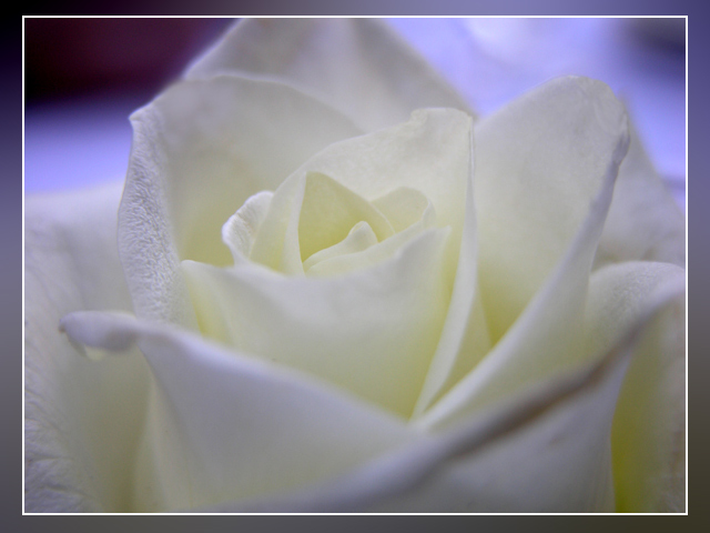 White Rose