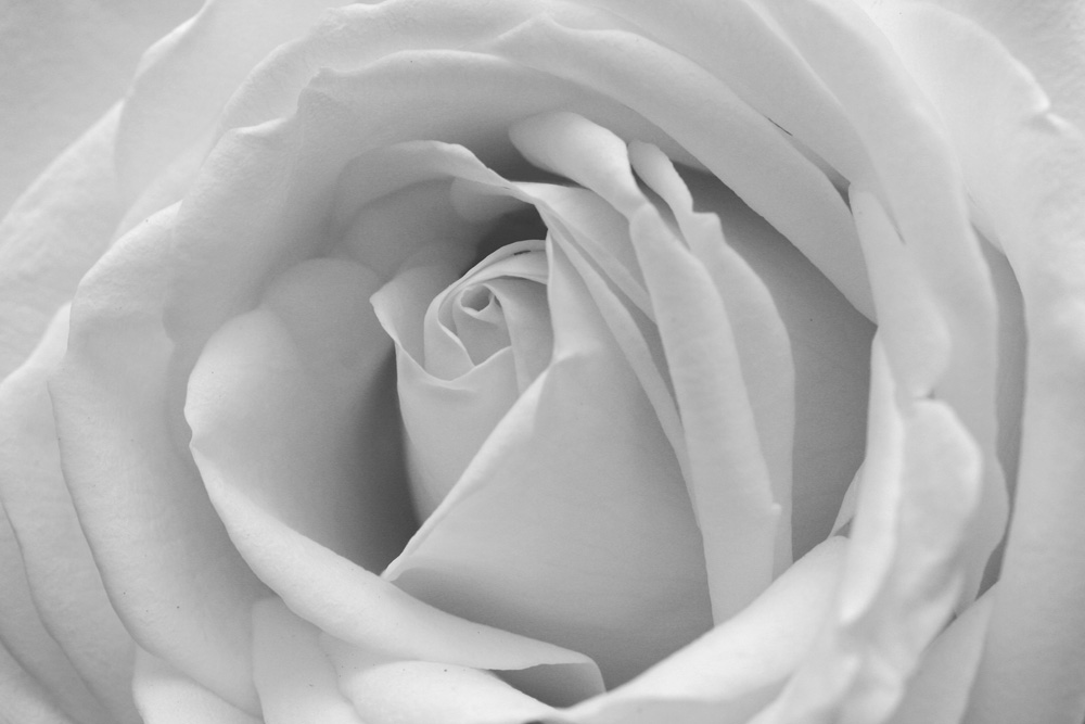 White Rose