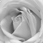 White Rose