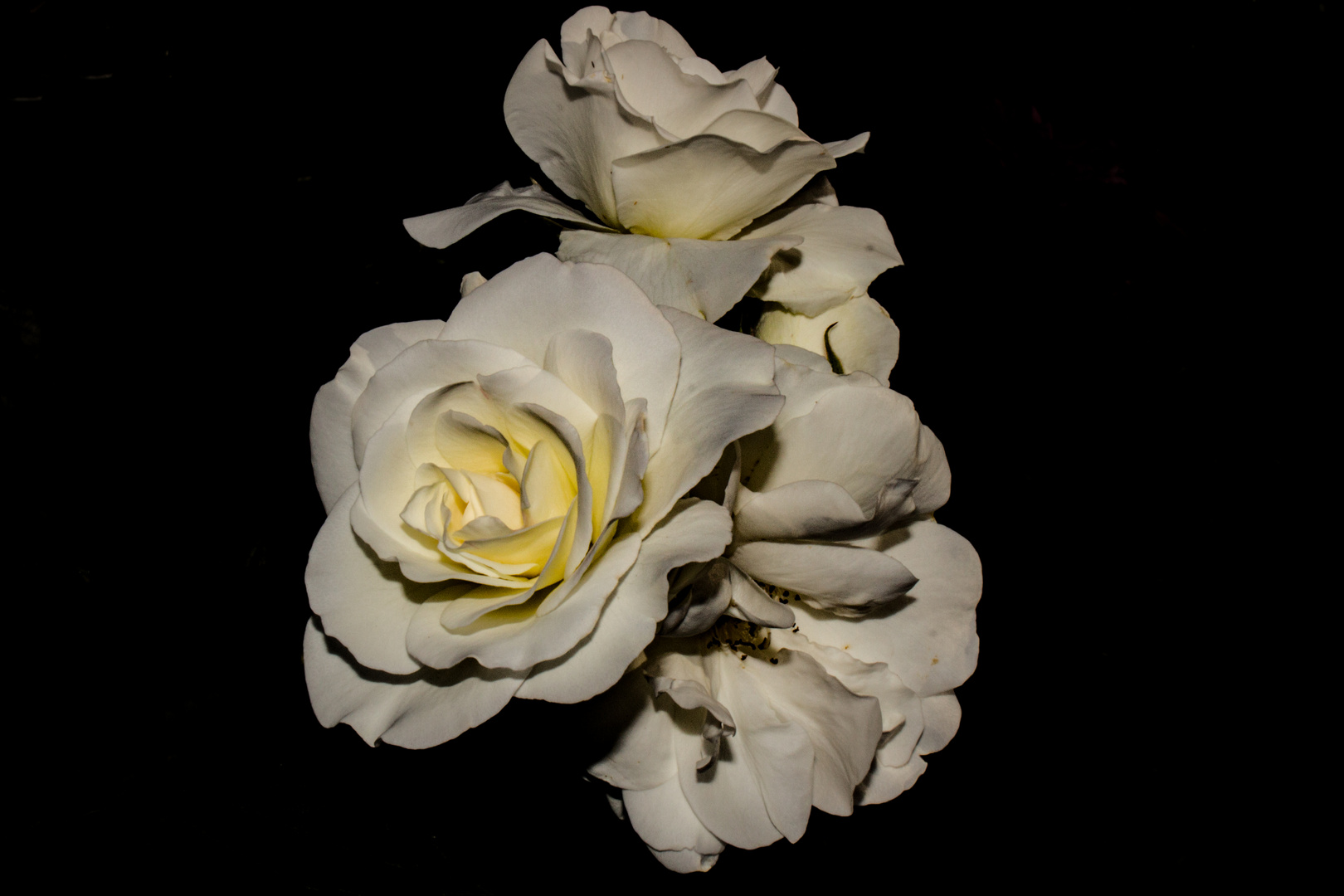 White Rose