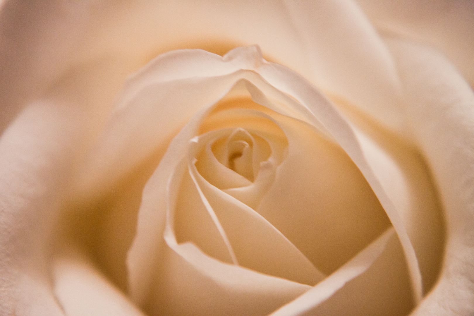 White rose