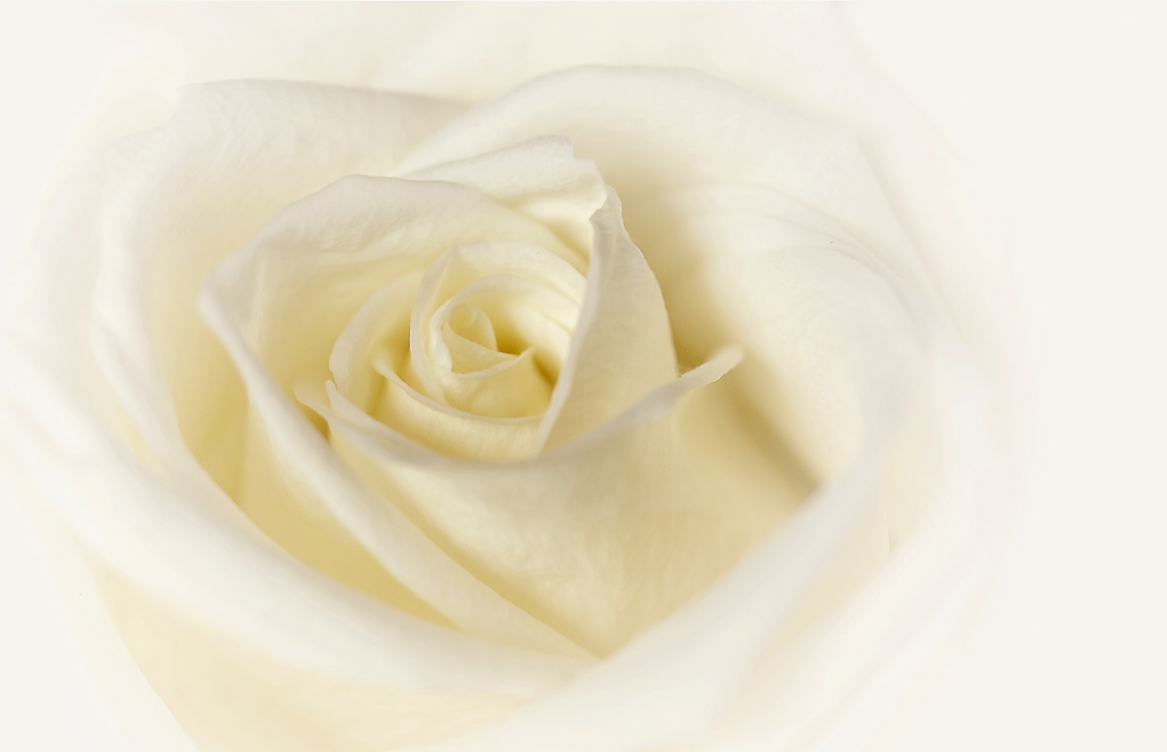 white rose