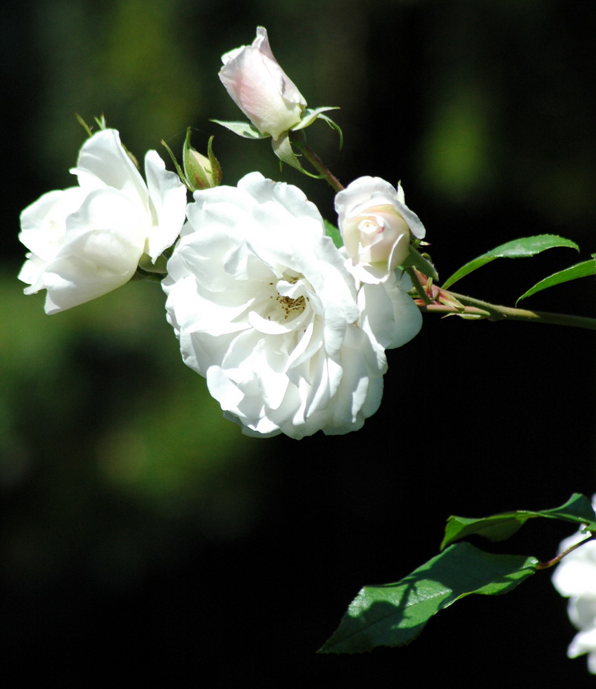 White Rose