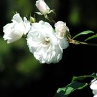 White Rose