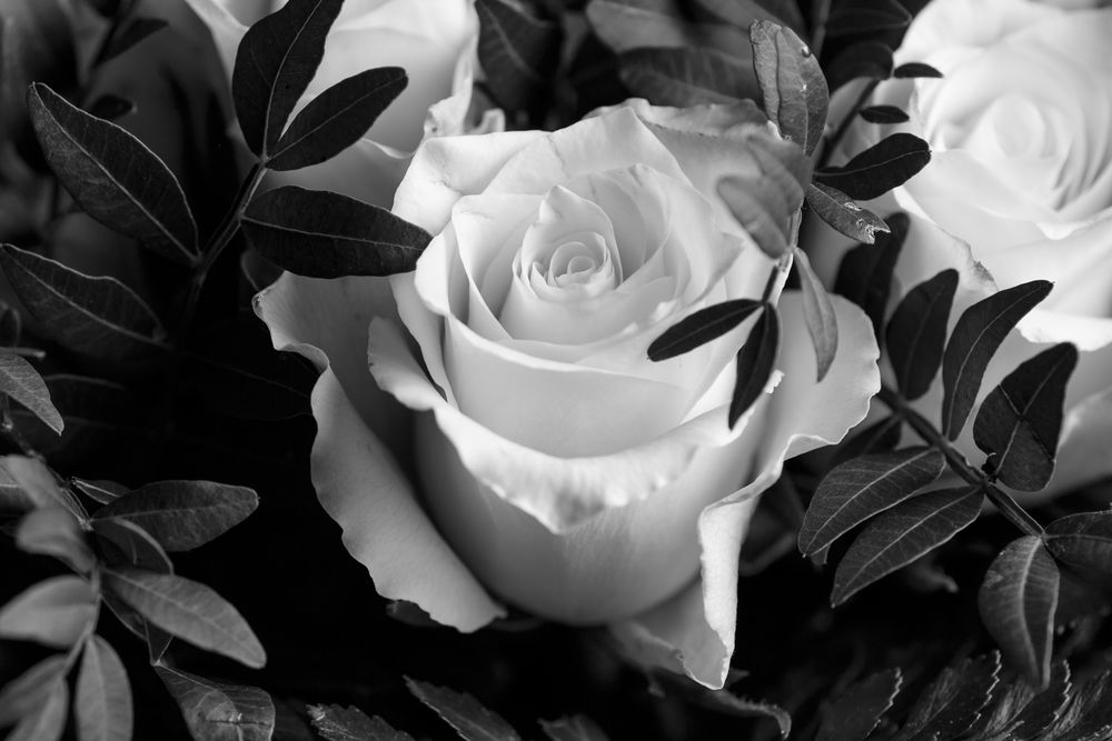 white rose