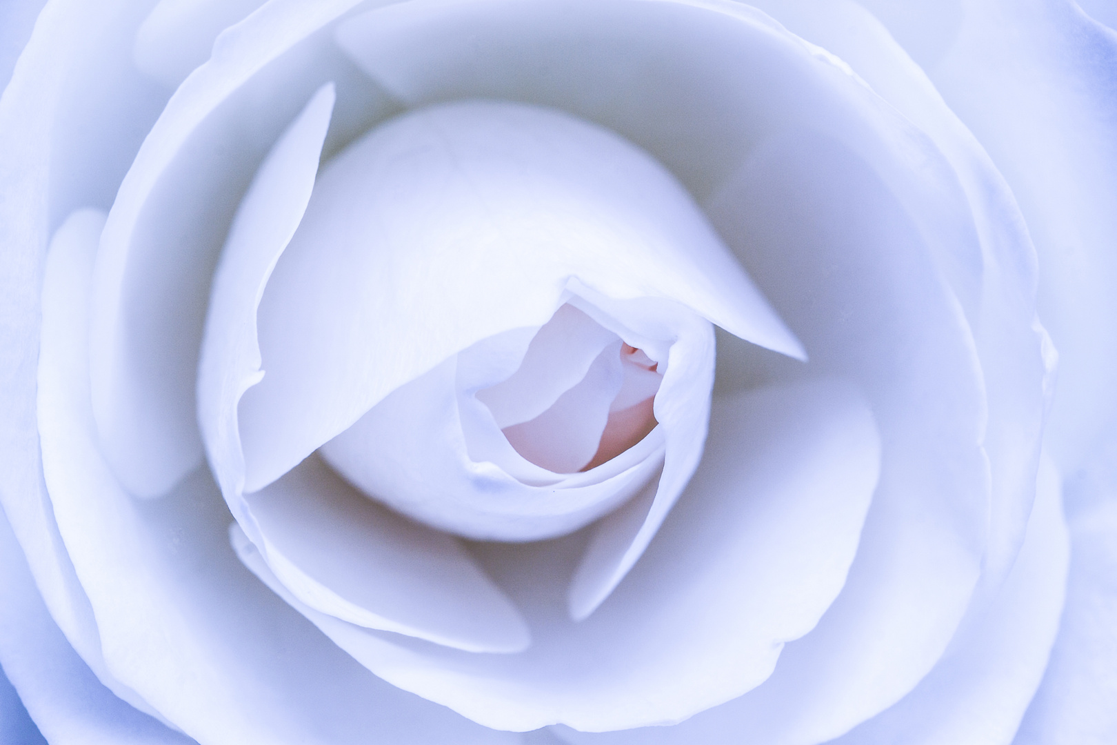 White Rose