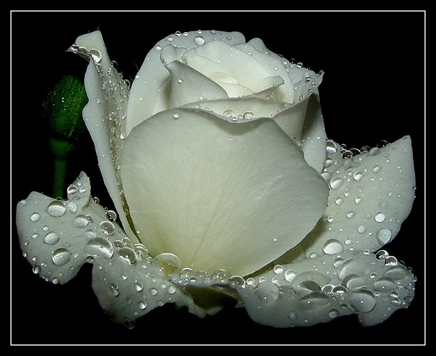 White Rose