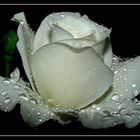 White Rose