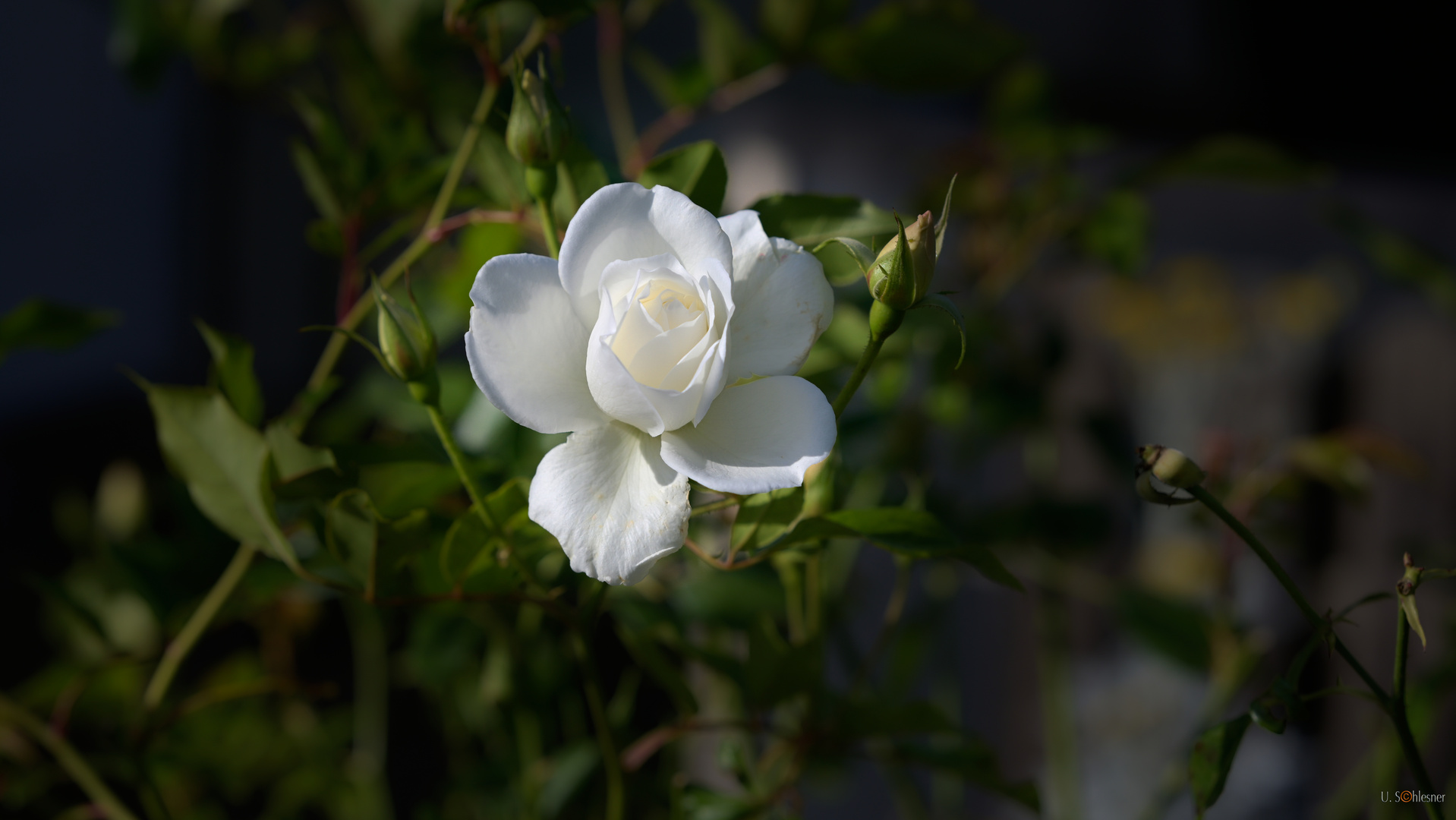 White Rose