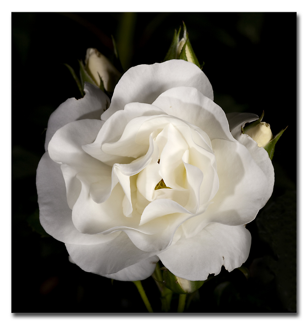 White Rose