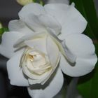 White Rose