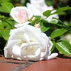 white rose