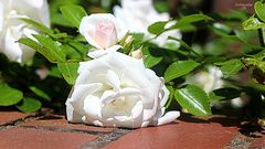 white rose