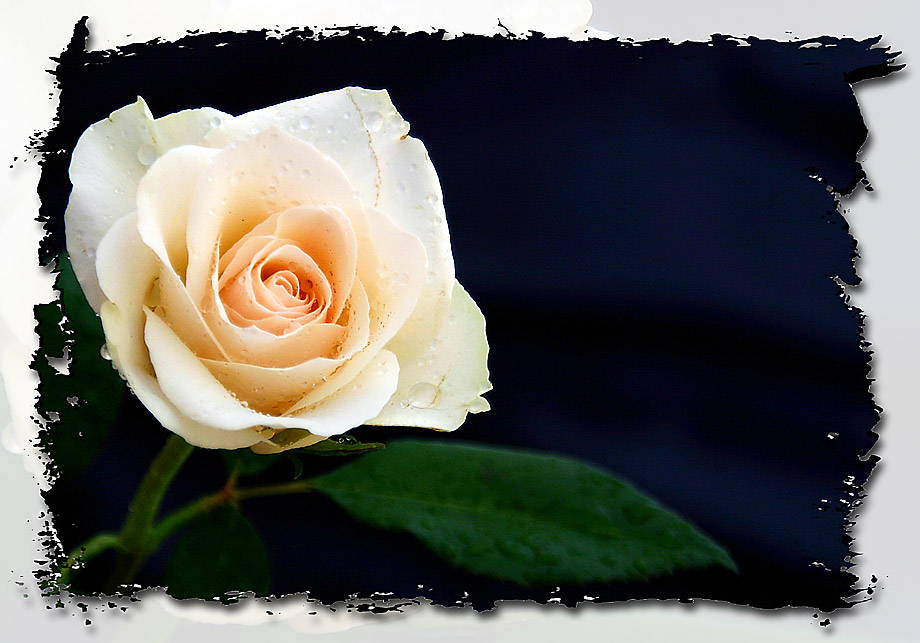 white Rose