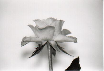 white rose